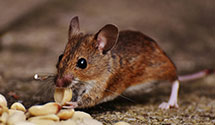 24 Hour & Emergency Exterminators in Ny City, NY
